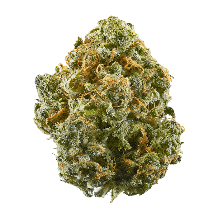 BLUE DREAM CLONES