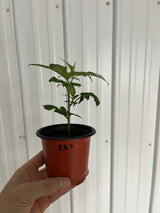 Red Bullz Clones