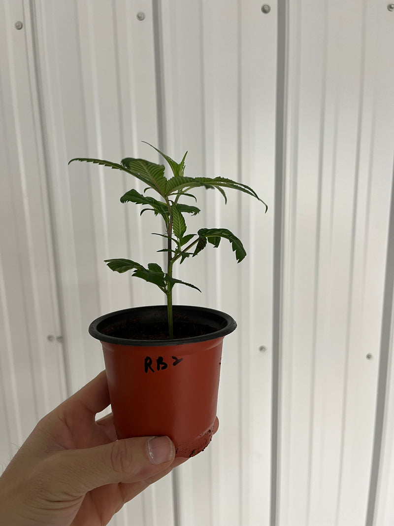 Red Bullz Clones
