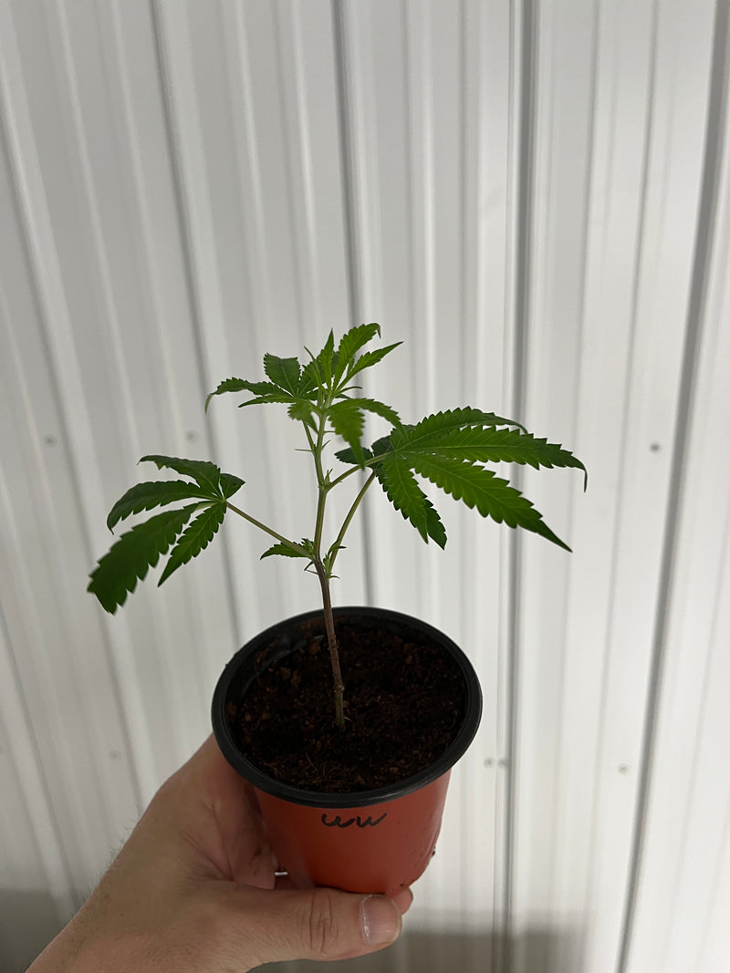WHITE WEDDING CLONES