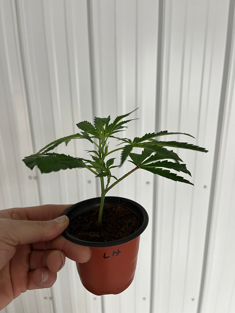 LEMON HAZE CLONES