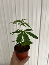 BLUE DREAM CLONES