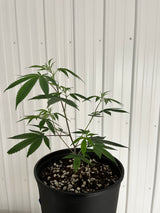 MAD DOG CLONES