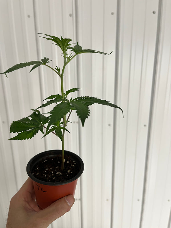 TROP CHERRY CLONES