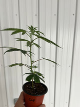 CAP JUNKY CLONES