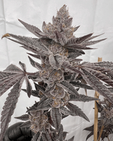 MAD DOG CLONES