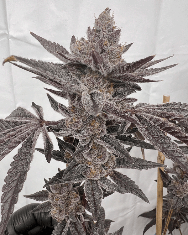 MAD DOG CLONES